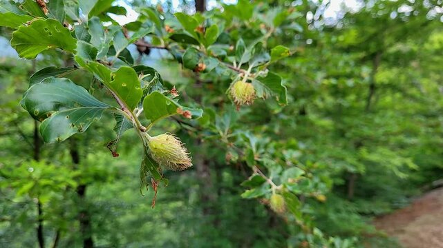 European beech tree (Fagus sylvatica)