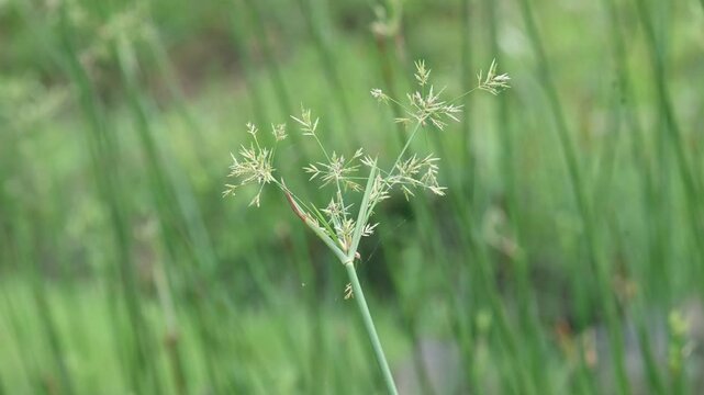 Cyperus rotundus grass. Its common names &nbsp;coco grass,&nbsp;Java grass,&nbsp;nut grass,&nbsp;purple nut sedge,&nbsp;purple nutsedge, red nutsedge and &nbsp;Khmer&nbsp;kravanh check grass. This is a species of&nbsp;sedge&nbsp;Cyperaceae.