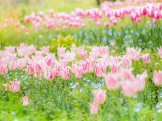 春の公園や花壇を彩るチューリップのある風景。自然風景素材。フィルム写真のような柔らかい雰囲気。