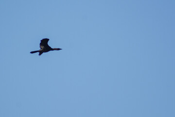 Obraz premium Cormorant in the sky. Black flying bird in the blue sky. Cormorant in the wild