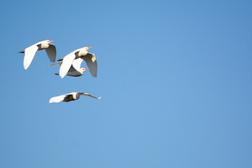 A birds flying in the blue sky. Birds in the wild. Wildlife animals. Flying birds