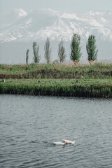 Swimming ducks and beautiful mountain. Ducks in the river. Mount Ararat and green nature with trees and grasses