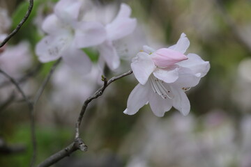 咲き誇る情熱の花