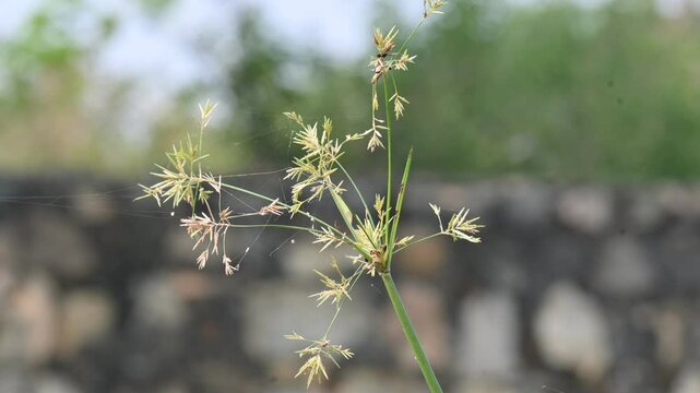 Cyperus rotundus grass. Its common names &nbsp;coco grass,&nbsp;Java grass,&nbsp;nut grass,&nbsp;purple nut sedge,&nbsp;purple nutsedge, red nutsedge and &nbsp;Khmer&nbsp;kravanh check grass. This is a species of&nbsp;sedge&nbsp;Cyperaceae.