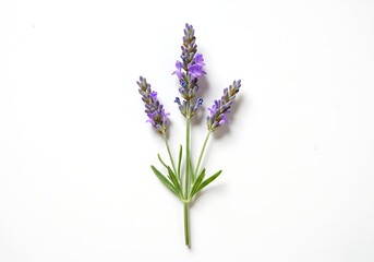 Fototapeta premium Three sprigs of lavender on a plain white background