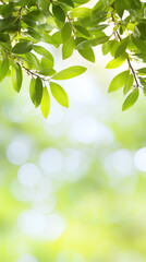 Naklejka premium abstract nature background with leaves