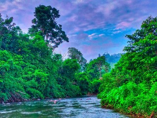 river in the jungle
