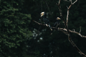 Oriental pied hornbills resting on a tree branch in the heart of a tropical rainforest showcasing...