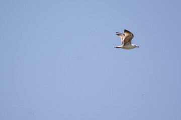 A birds flying in the blue sky. Birds in the wild. Wildlife animals. Flying birds