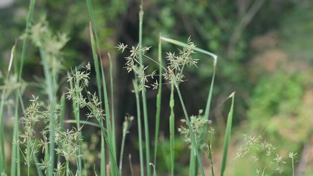 Cyperus rotundus grass. Its common names &nbsp;coco grass,&nbsp;Java grass,&nbsp;nut grass,&nbsp;purple nut sedge,&nbsp;purple nutsedge, red nutsedge and &nbsp;Khmer&nbsp;kravanh check grass. This is a species of&nbsp;sedge&nbsp;Cyperaceae.