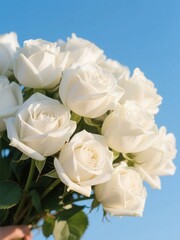 Obraz premium White rose bouquet in soft sunlight, purity and serenity in nature's embrace