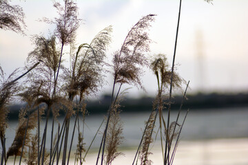 Fototapeta premium Bamboo in the lake. Dry grass in the wind against the background of the sky. Beautiful botanical shot, natural wallpaper