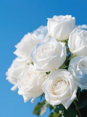 Obraz premium White rose bouquet in soft sunlight, purity and serenity in nature's embrace