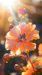 A vibrant peach-colored flower bathed in golden sunlight.