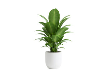 透明な背景に白い鉢に入った鮮やかな緑の観葉植物のスタジオ撮影 インテリア装飾デザインとライフスタイル