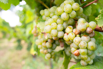 Green ripe riesling wine grapes growing on vine, vineyard in Trier, Mosel Valley Germany, landscape and agriculture, rhineland palatine 
