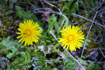 Close - up of yellow flowers in nature. Wild flowers on the meadow
