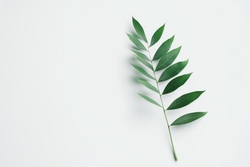 Obraz premium Minimalist Flat Lay of a Green Leaf Branch on White Background Studio Shot for Design Element and Mockup Space Clean Aesthetic