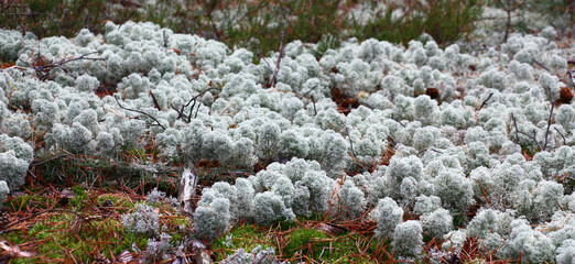 Big silvery spot of a lichen of an original form among a moss and the berry bushes.