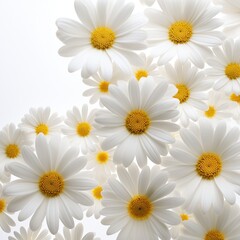 Fototapeta premium Close-up of a spring daisy border with white petals and yellow centers, set against a soft light background
