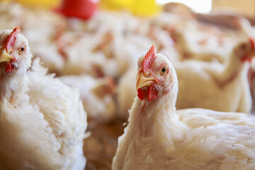 white broiler chicken for the meat industry