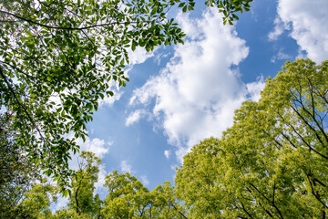 Fototapeta premium 初夏の青空と白い雲