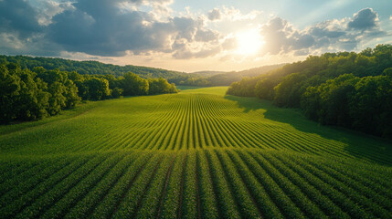 Green regenerative farm field with visible windbreak trees, contour planting, and water retention systems