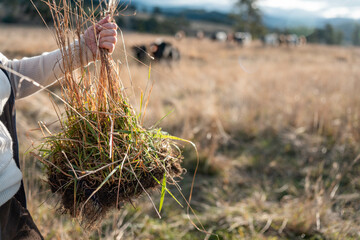 female farmer in a field scientist researcher studying soil and forest health effects from climate change soil sample in hand