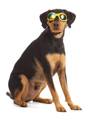 cute dog with yellow sunglasses
