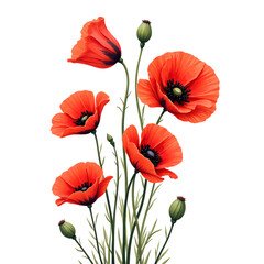 Fototapeta premium Vibrant Poppies Blooming in Bright Daylight