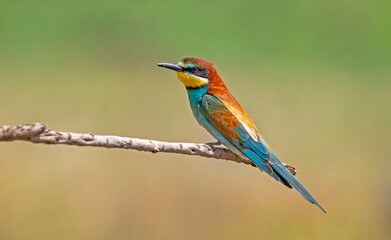 European Bee-eater (Merops apiaster) is a common bee-eater species that spends the winter in Africa and comes to Asia and Europe to breed in the summer.
