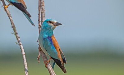 The European Roller (Coracias garrulus) is a summer migrant species in Türkiye. It is seen almost everywhere in the country in summer.