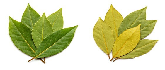 Fototapeta premium green leaves isolated on white