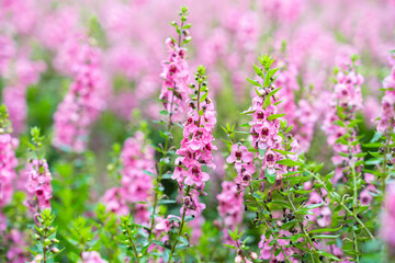 Beautiful pink Salvia nemorosa flowers in full bloom growing in the natural wind.
