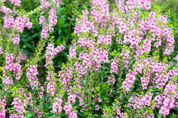 Beautiful pink Salvia nemorosa flowers in full bloom growing in the natural wind.
