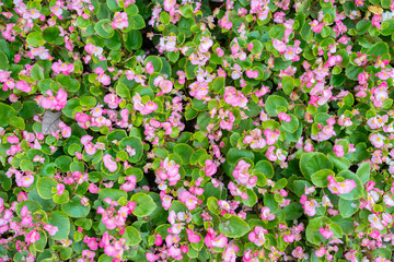 Obraz premium Blooming pink begonias, semperflorens begonias.
