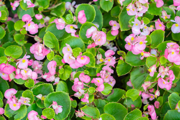 Blooming pink begonias, semperflorens begonias.