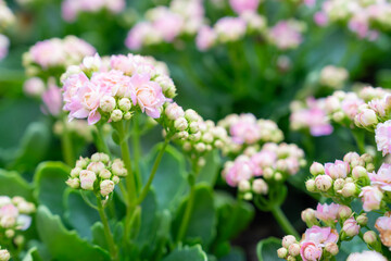 Vibrant Pink Kalanchoe blossfeldiana Blooming in Garden.