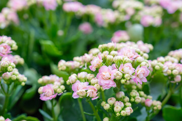 Vibrant Pink Kalanchoe blossfeldiana Blooming in Garden.