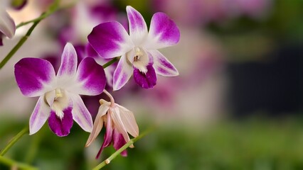 Fototapeta premium Beautiful Orchid Flowers with Purple and White Petals on Soft Blurred Background of Green Foliage