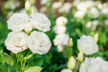 Lisianthus flowers in the garden. White Lisianthus blooming and bud flower with green leaf.