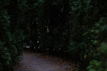 A winding gravel path, meandering between tall, dark green hedges, creates a secluded and...
