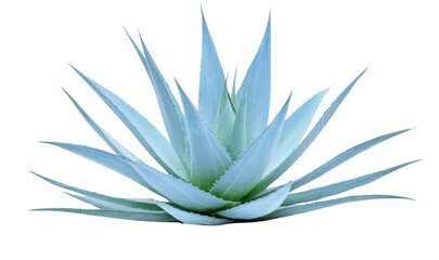 Obraz premium Blue agave, aloe vera plant on white or transparent background