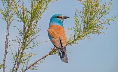 The European Roller (Coracias garrulus) is a summer migrant species in T&uuml;rkiye. It is seen almost everywhere in the country in summer.