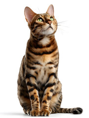 A Bengal cat with distinctive spots looks upward, showcasing its beautiful fur and captivating green eyes
