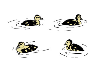 Duckling vector illustration. Set of a little wild ducklings swimming in the water. Young Mallard duck graphic sketch drawing for design materials