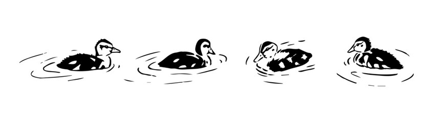 Ducklings swimming vector set. Hand-drawn marker illustration of little Mallard ducks. Wild ducklings in a water black and white sketch