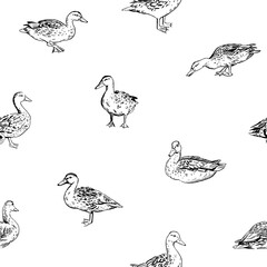 Duck pattern in realistic hand-drawn style. Cute and curious mallard ducks in different poses, isolated on white. Seamless pattern for textile, wallpaper, wrapping paper and more. Vector