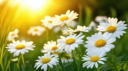 Fototapeta premium Daisies bloom in a sunlit meadow, close-up shot, vibrant colors, summer scene, peaceful nature, fresh flowers, green grass, bright sunshine