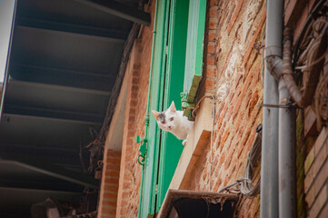 Obraz premium Albi avec les yeux de pixato